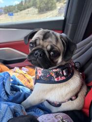 Lost Female Dog last seen Thistledown loop Spanish fort, Spanish Fort, AL 36527