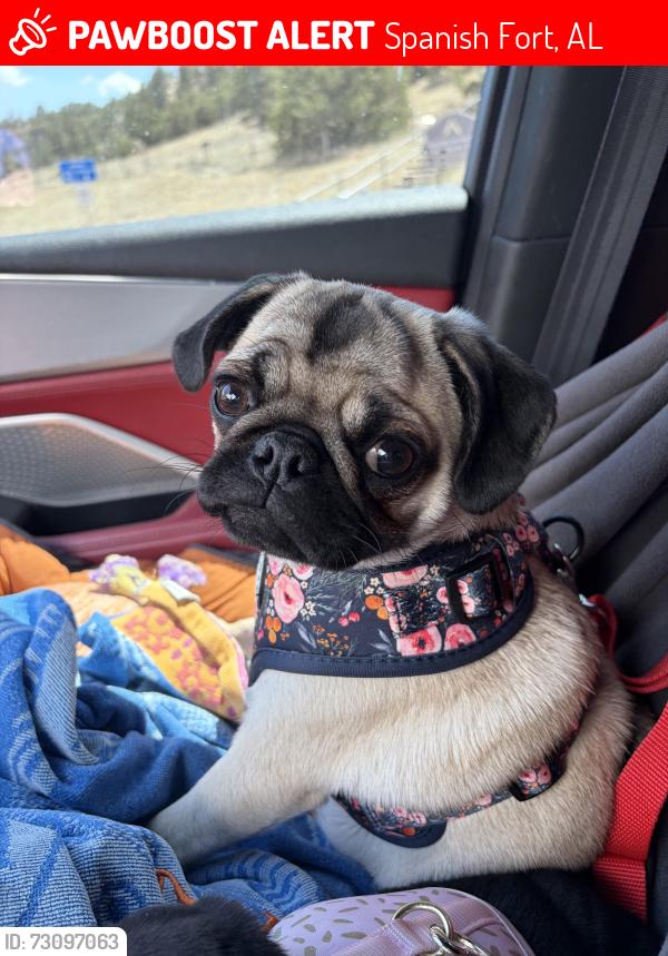 Lost Female Dog last seen Thistledown loop Spanish fort, Spanish Fort, AL 36527