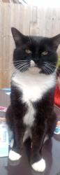 Found/Stray Male Cat last seen The moorings Newport, Newport, Wales 