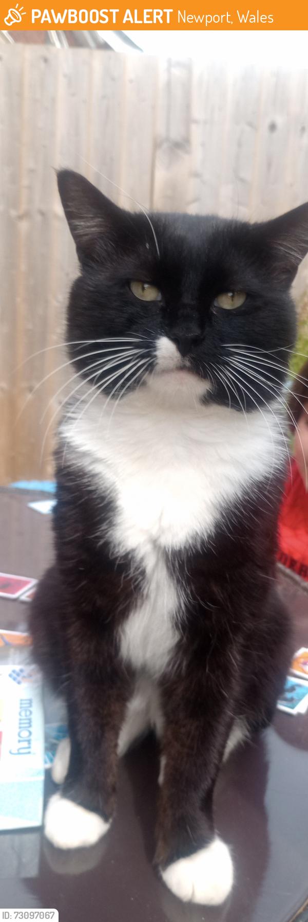 Found/Stray Male Cat last seen The moorings Newport, Newport, Wales 
