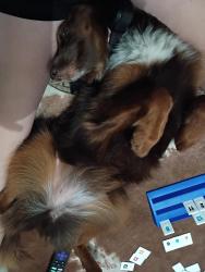 Lost Female Dog last seen Dollar general by 943 road in segno, Polk County, TX 77351