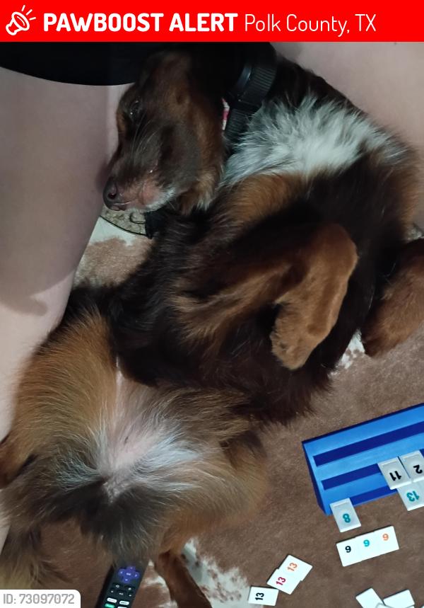 Lost Female Dog last seen Dollar general by 943 road in segno, Polk County, TX 77351