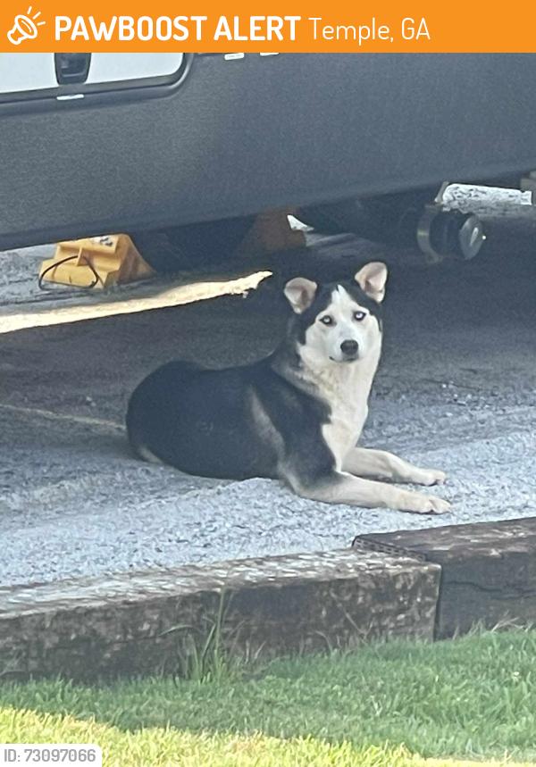 Found/Stray Unknown Dog last seen Asbury Road, Temple, GA 30179