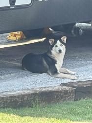 Found/Stray Unknown Dog last seen Asbury Road, Temple, GA 30179