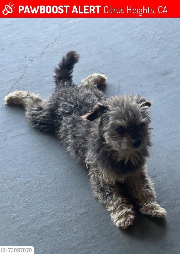 Lost Male Dog last seen Van maren, Citrus Heights, CA 95621