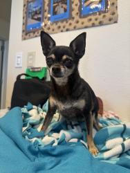 Found/Stray Female Dog last seen Fresno, Fresno, CA 93721