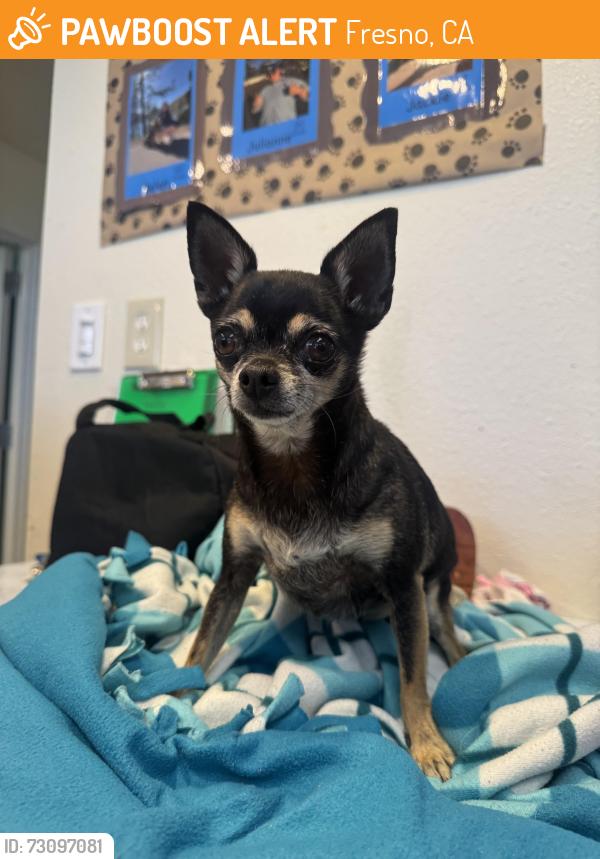 Found/Stray Female Dog last seen Fresno, Fresno, CA 93721