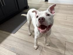 Found/Stray Male Dog last seen Myrtle Drive, Tallahassee, FL 32301