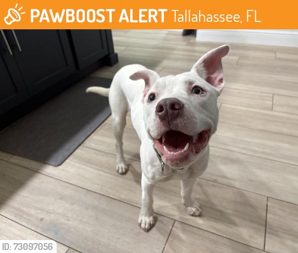 Found/Stray Male Dog last seen Myrtle Drive, Tallahassee, FL 32301