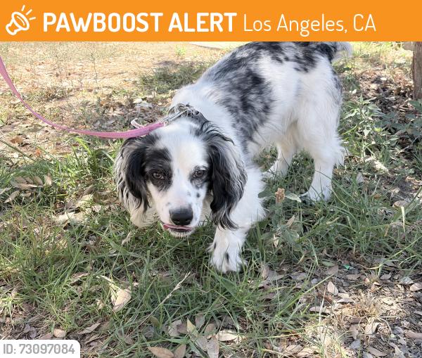 Found/Stray Male Dog last seen 6th street, Los Angeles, CA 90023