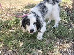 Found/Stray Male Dog last seen 6th street, Los Angeles, CA 90023