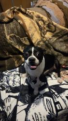 Reunited Male Dog last seen Near Wilkie Way, Fort Worth, TX 76133, USA, Fort Worth, TX 76133