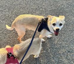 Lost Male Dog last seen Skyline Drive In Theater, Barstow, CA 92311