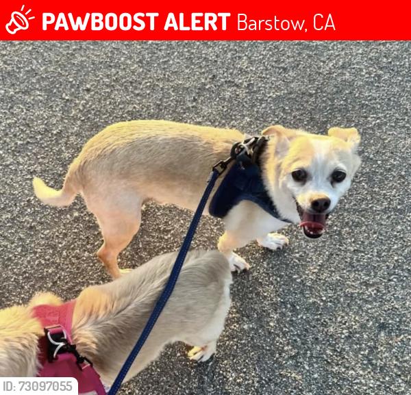 Lost Male Dog last seen Skyline Drive In Theater, Barstow, CA 92311