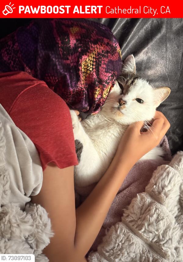 Lost Male Cat last seen Date palm, Cathedral City, CA 92234