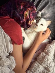 Lost Male Cat last seen Date palm, Cathedral City, CA 92234