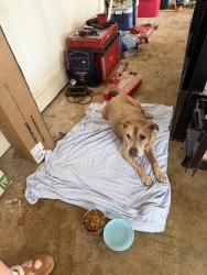 Found/Stray Unknown Dog last seen Patterson and Colonial, Meridianville, AL 35759