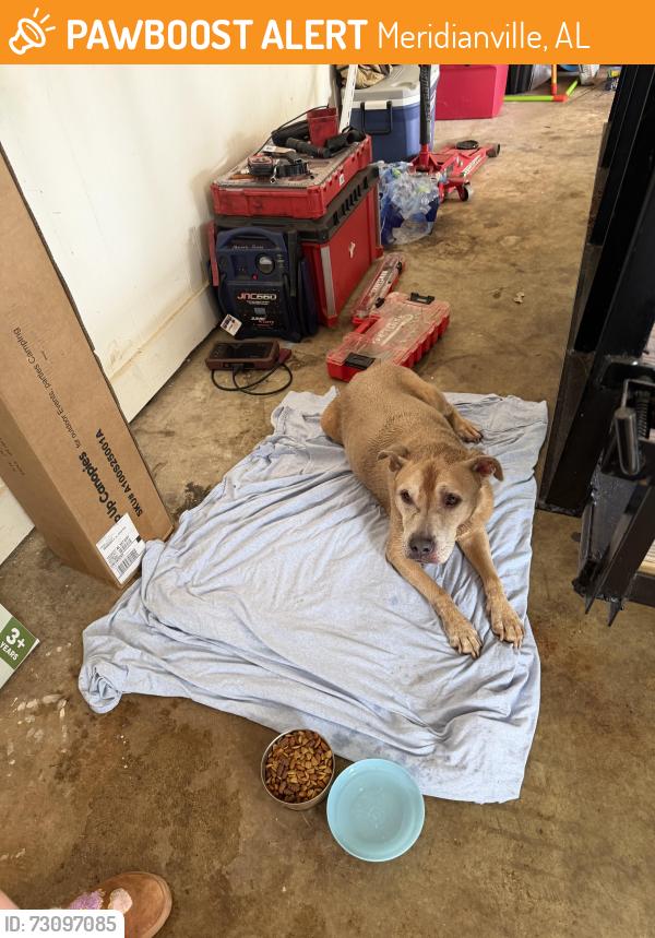 Found/Stray Unknown Dog last seen Patterson and Colonial, Meridianville, AL 35759
