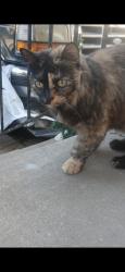 Lost Female Cat last seen Yorktown and Seminole, Tulsa, OK 74110