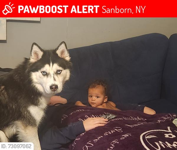 Lost Female Dog last seen Was in the woods near bridgeman , Sanborn, NY 14132