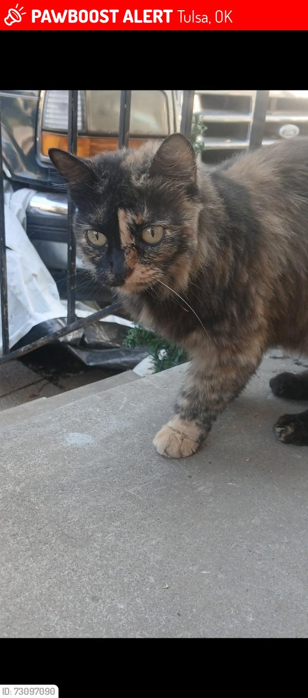 Lost Female Cat last seen Yorktown and Seminole, Tulsa, OK 74110