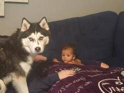 Lost Female Dog last seen Was in the woods near bridgeman , Sanborn, NY 14132