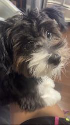 Lost Male Dog last seen harmony neighborhood near the back, Red Oak, TX 75154