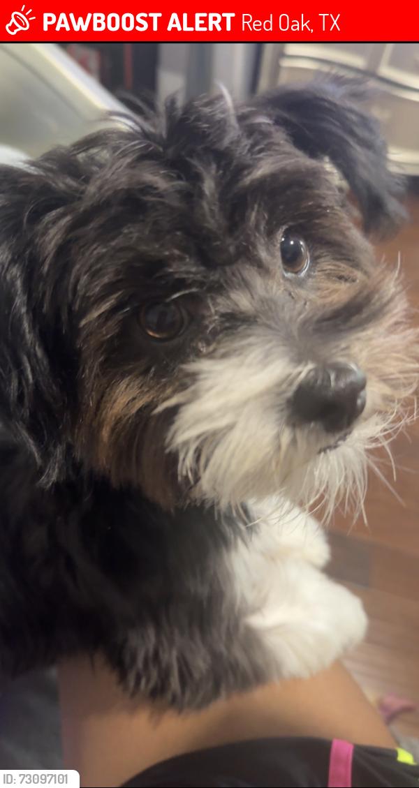 Lost Male Dog last seen harmony neighborhood near the back, Red Oak, TX 75154
