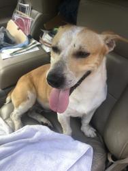 Found/Stray Male Dog last seen SW 4th St, Plantation, FL 33317