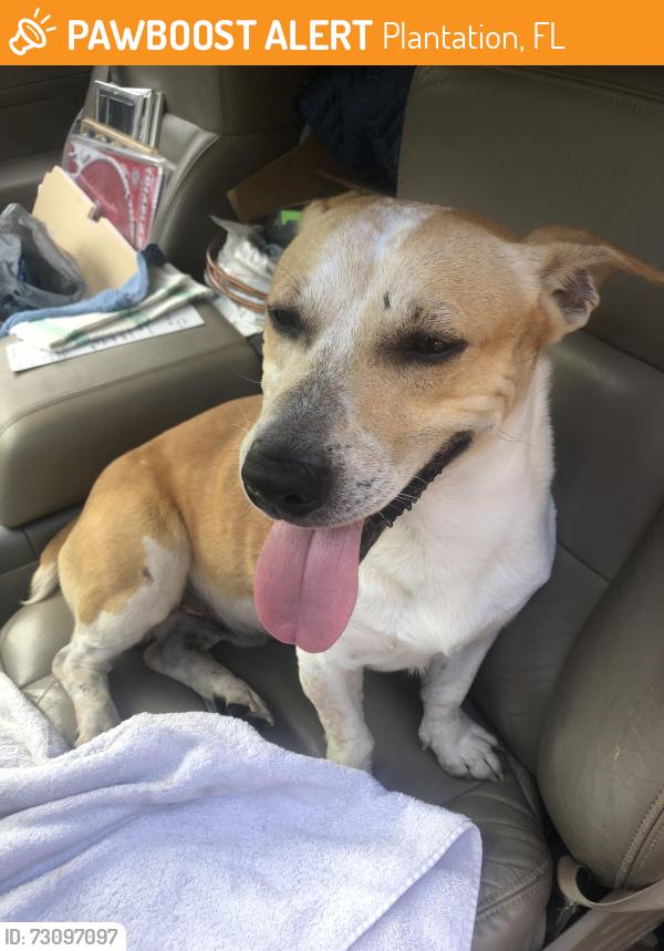 Found/Stray Male Dog last seen SW 4th St, Plantation, FL 33317