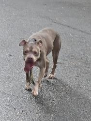 Found/Stray Male Dog last seen Congress lane & hwy 58, Harrison, TN 37341