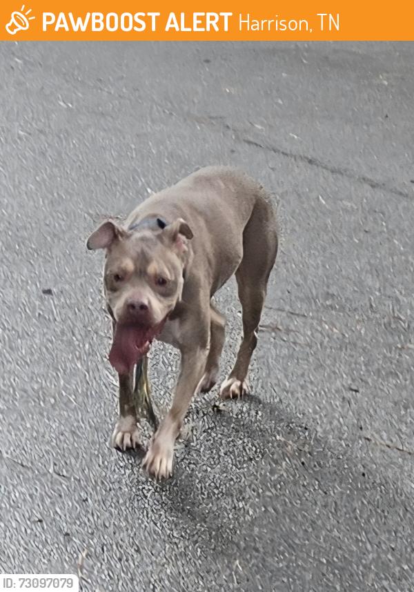 Found/Stray Male Dog last seen Congress lane & hwy 58, Harrison, TN 37341