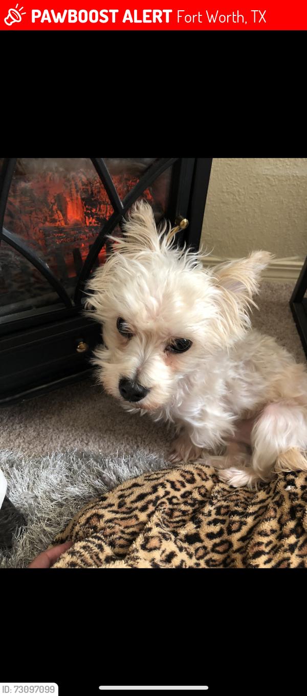 Lost Male Dog last seen Our neighborhood, Fort Worth, TX 76131