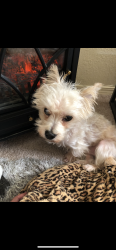 Lost Male Dog last seen Our neighborhood, Fort Worth, TX 76131