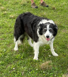 Lost Female Dog last seen Twin Oak and Halls Hill Pike, Murfreesboro, TN 37130
