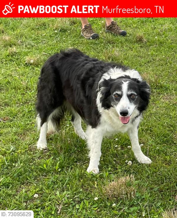 Lost Female Dog last seen Twin Oak and Halls Hill Pike, Murfreesboro, TN 37130