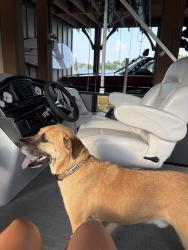 Lost Male Dog last seen Near Springs, Deatsville, AL 36022