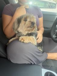 Found/Stray Female Dog last seen Seascape community, Homestead, FL 33030