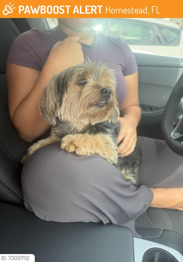 Found/Stray Female Dog last seen Seascape community, Homestead, FL 33030