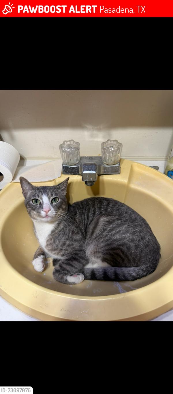 Lost Male Cat last seen Pasadena blvd & Preston, Pasadena, TX 77503