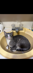 Lost Male Cat last seen Pasadena blvd & Preston, Pasadena, TX 77503