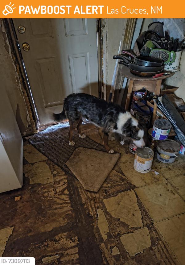 Found/Stray Unknown Dog last seen Highway 185 north of the Blue Moon, Las Cruces, NM 88007