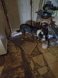 Found/Stray Unknown Dog last seen Highway 185 north of the Blue Moon, Las Cruces, NM 88007