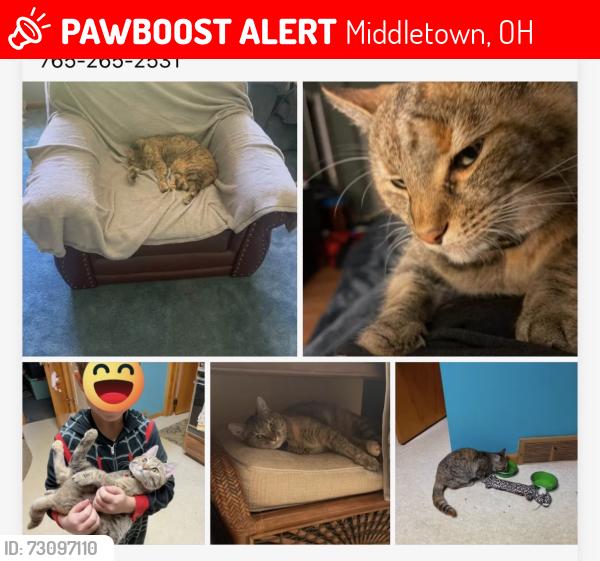 Lost Female Cat last seen Rosemont , Middletown, OH 45042