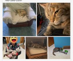 Lost Female Cat last seen Rosemont , Middletown, OH 45042