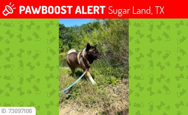 Lost Female Dog last seen Woodstream blvd and Sweetwater, Sugar Land, TX 77479