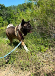 Lost Female Dog last seen Woodstream blvd and Sweetwater, Sugar Land, TX 77479