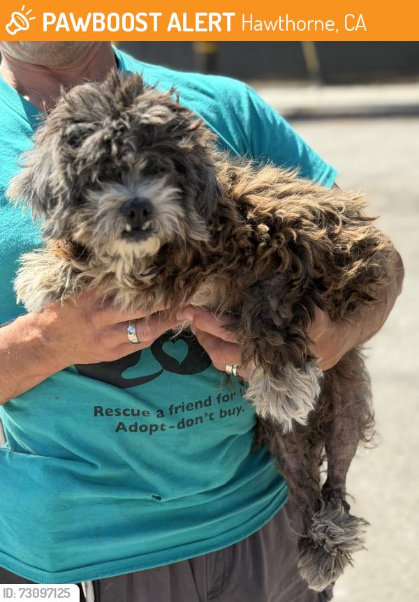 Found/Stray Female Dog last seen Near W 135th St, Hawthorne, CA 90250