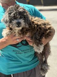 Found/Stray Female Dog last seen Near W 135th St, Hawthorne, CA 90250