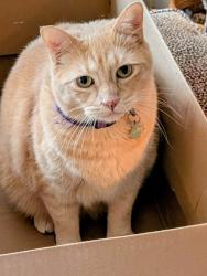 Lost Male Cat last seen Sunwood blvd, Tukwila, WA 98188